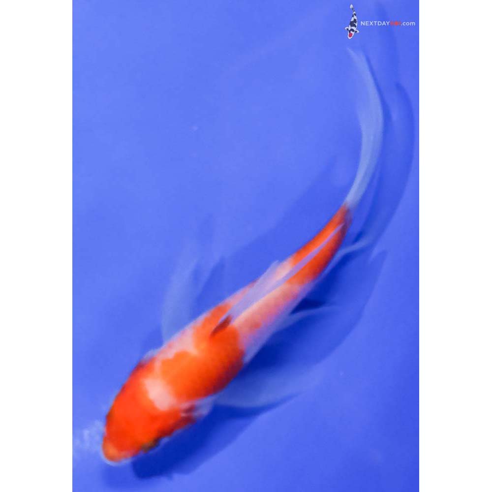 4” Imported Kohaku Butterfly Koi
