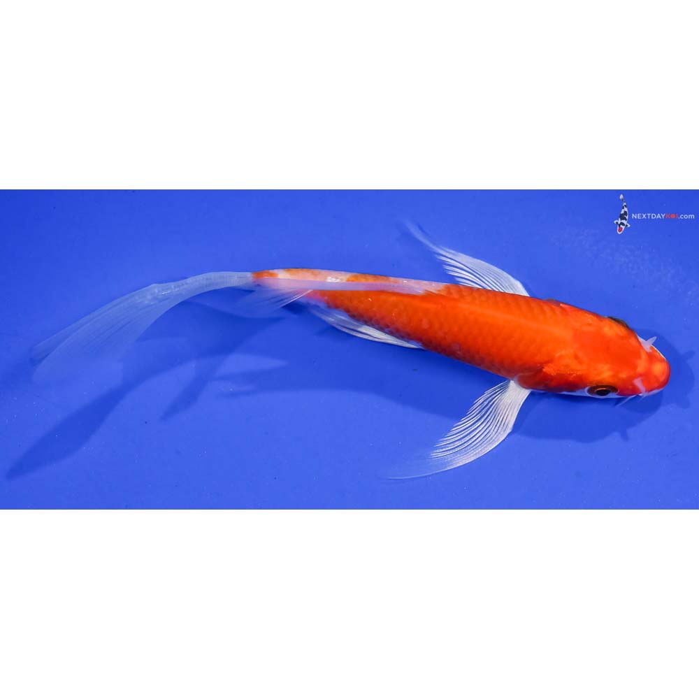 5” Imported Hariwake Butterfly Koi
