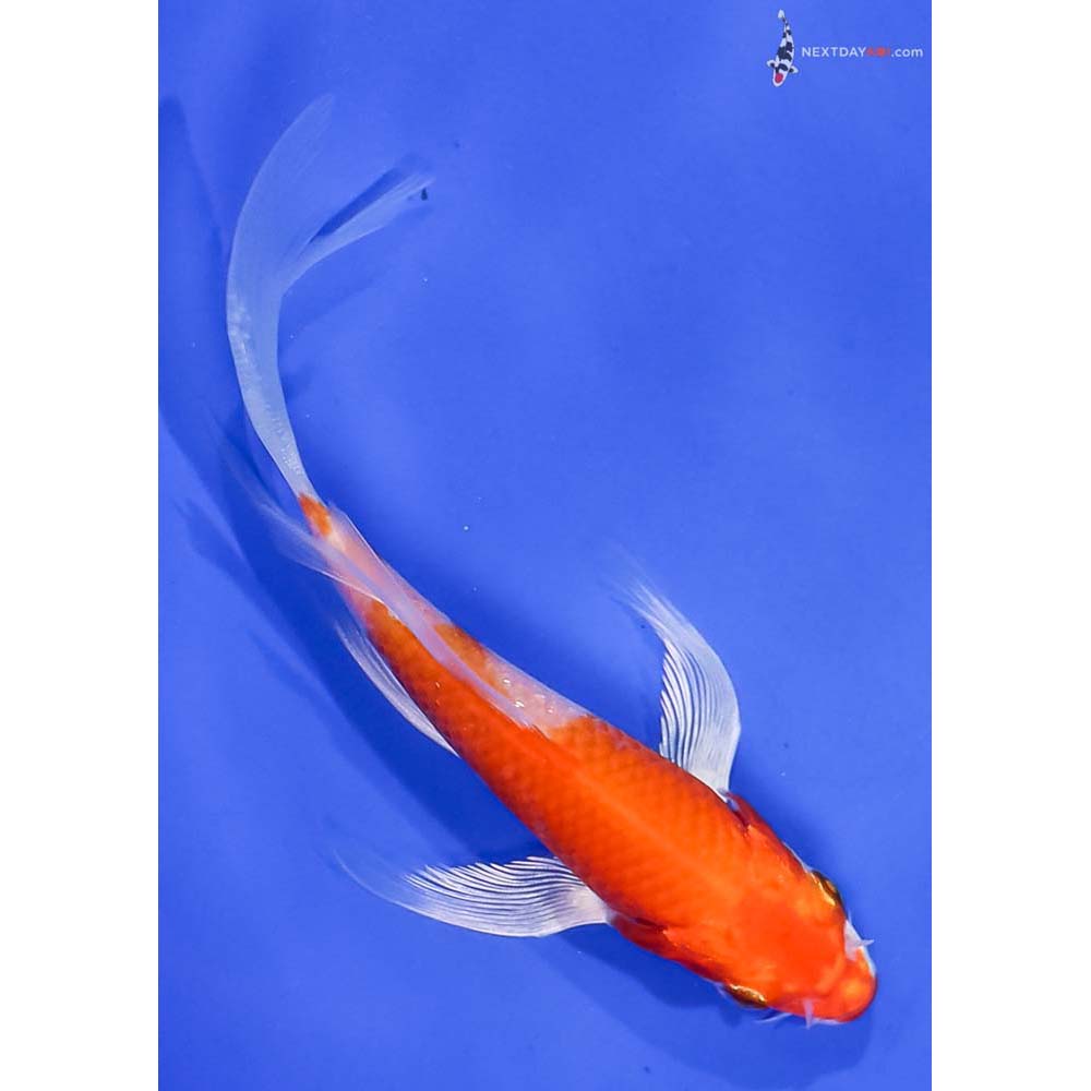 5” Imported Hariwake Butterfly Koi