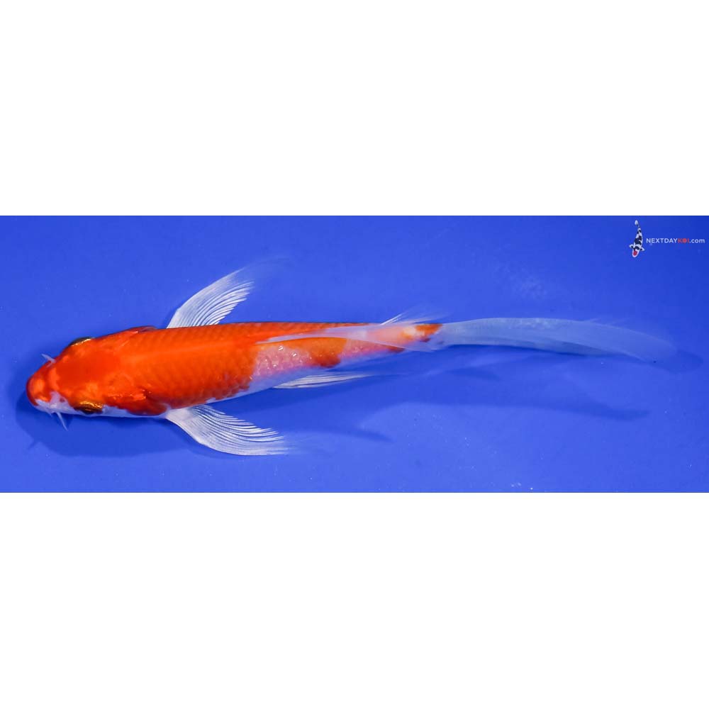 5” Imported Hariwake Butterfly Koi
