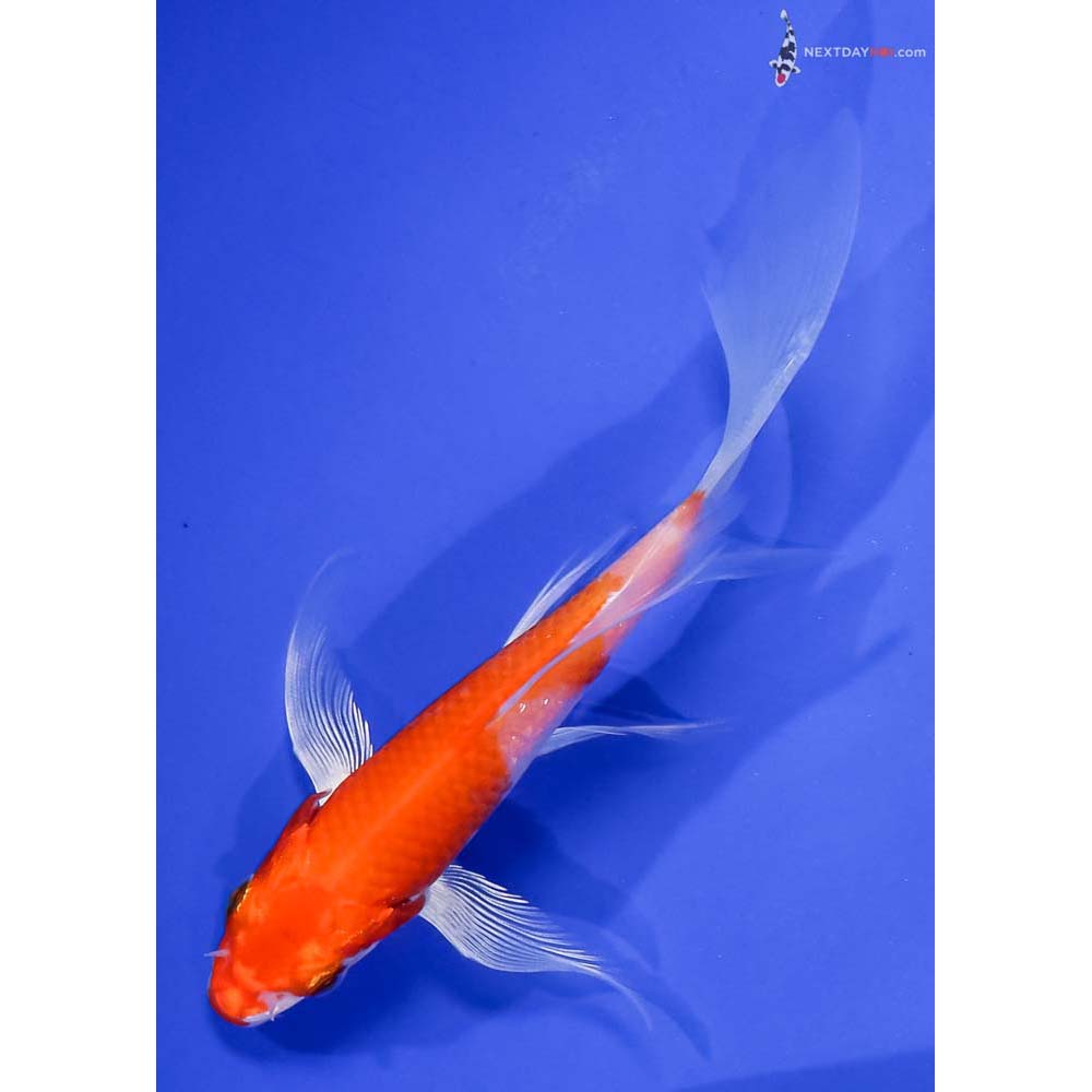 5” Imported Hariwake Butterfly Koi
