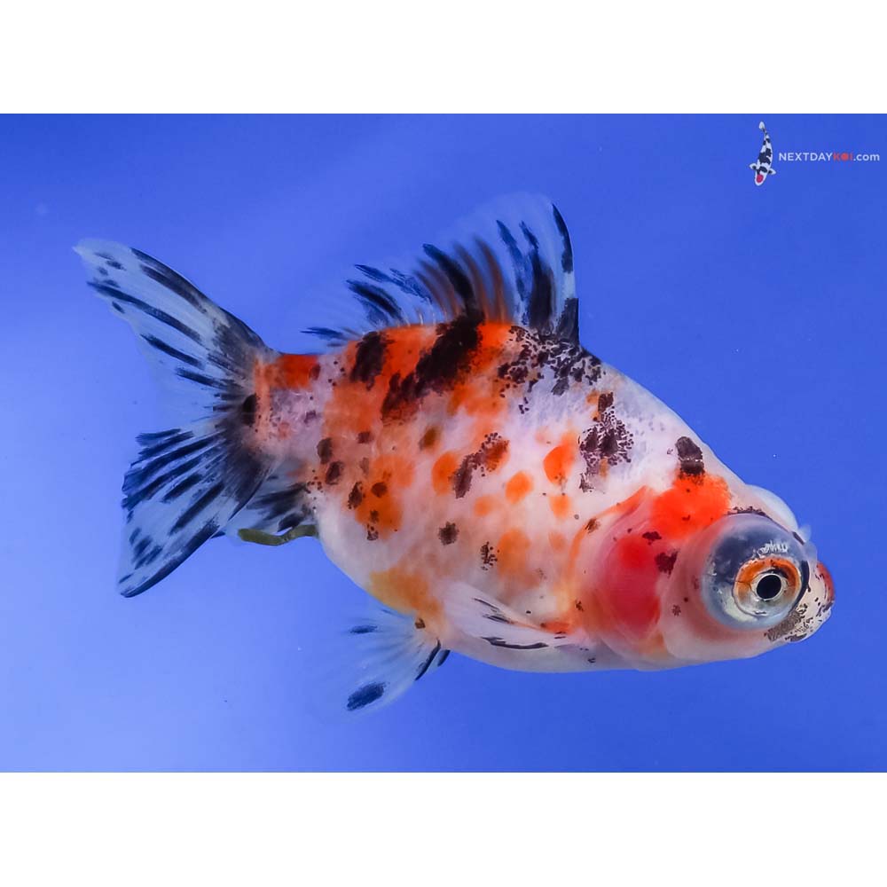 3” Imported Calico Telescope Fantail