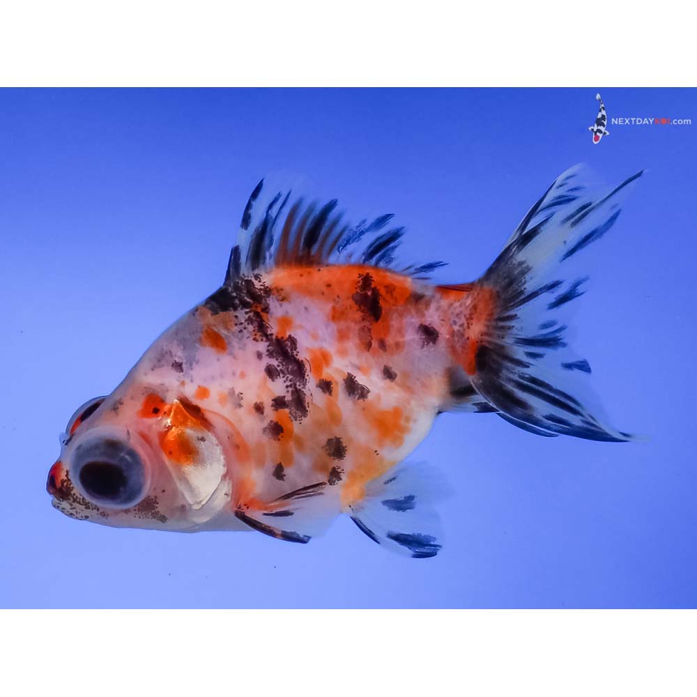 3” Imported Calico Telescope Fantail