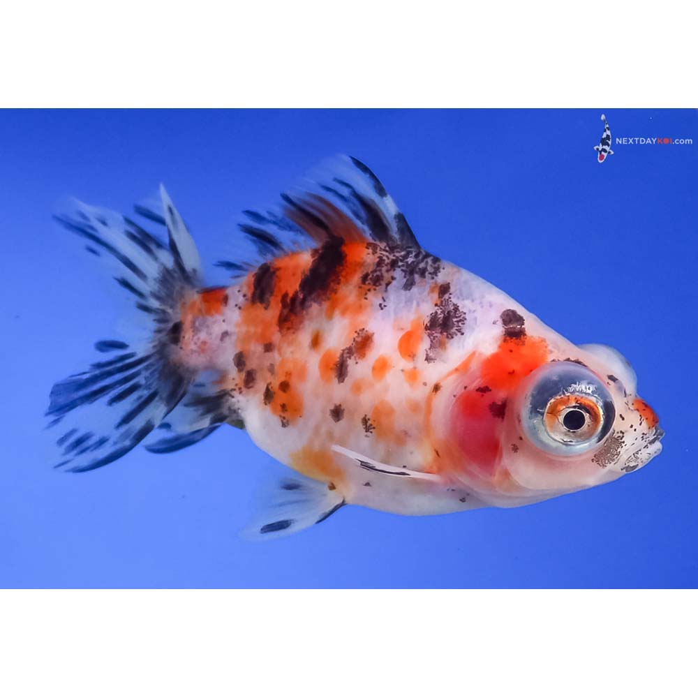 3” Imported Calico Telescope Fantail