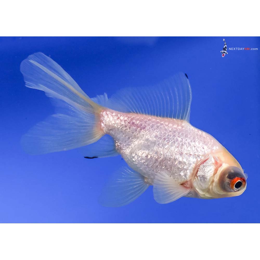 3.5” Imported White Telescope Fantail