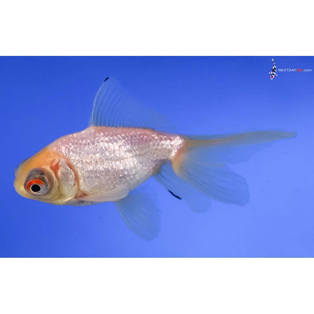 3.5” Imported White Telescope Fantail