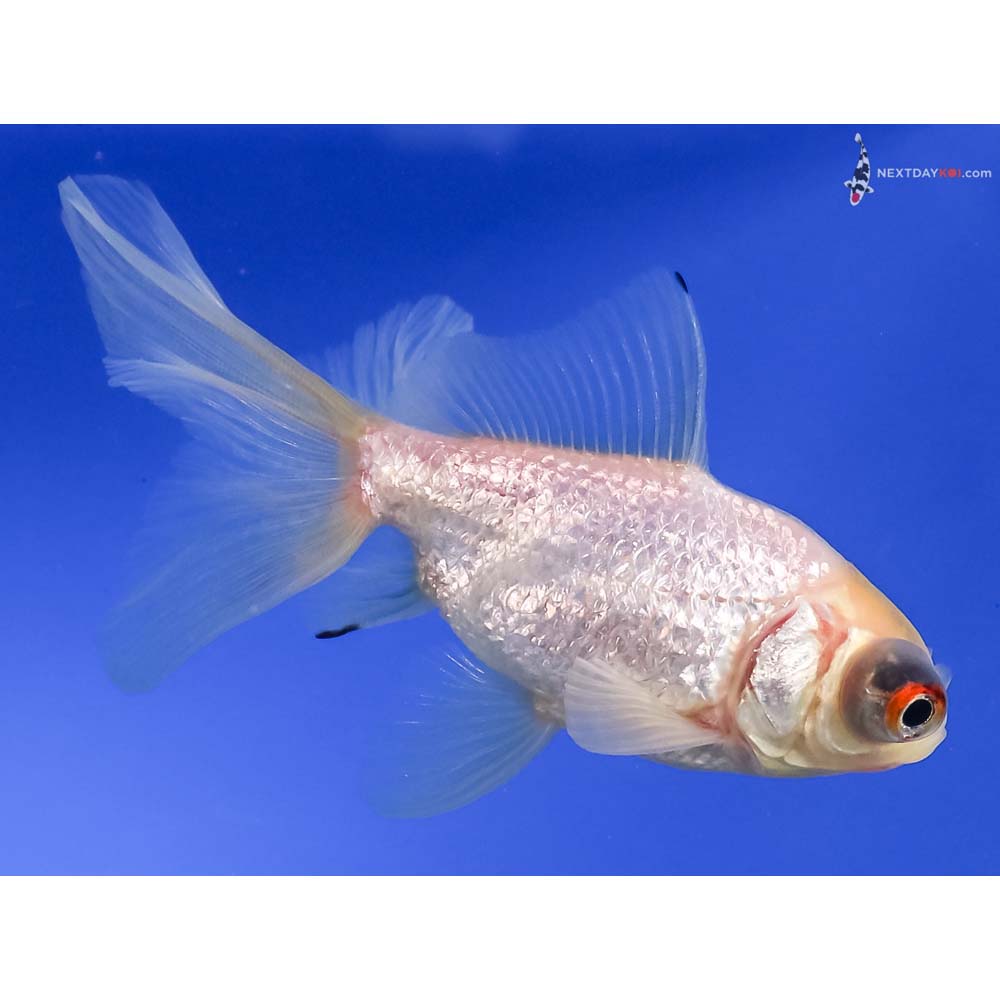 3.5” Imported White Telescope Fantail