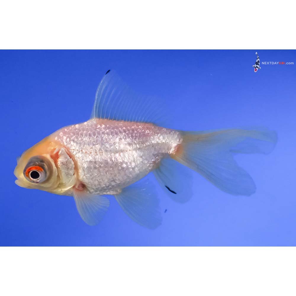 3.5” Imported White Telescope Fantail