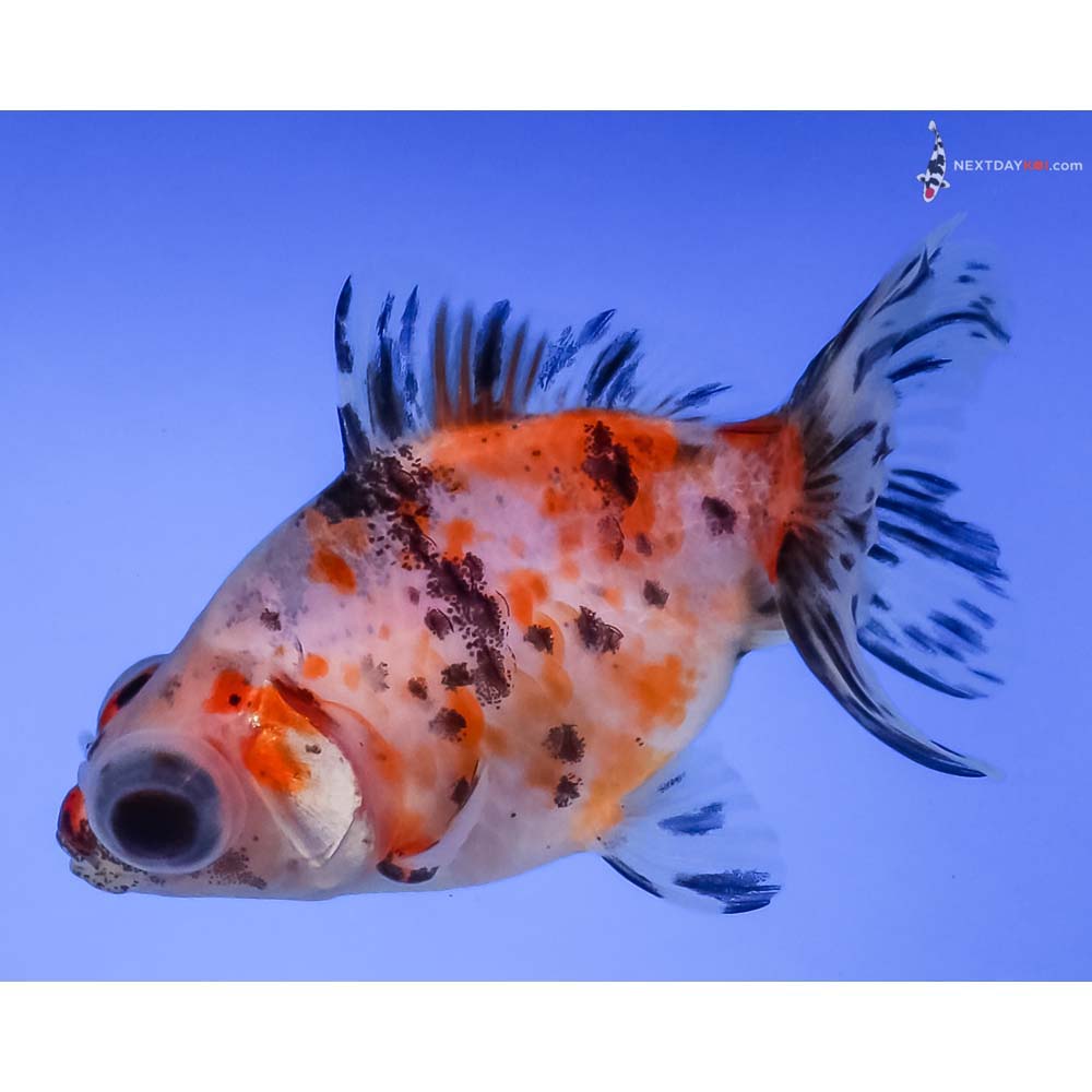 3” Imported Calico Telescope Fantail