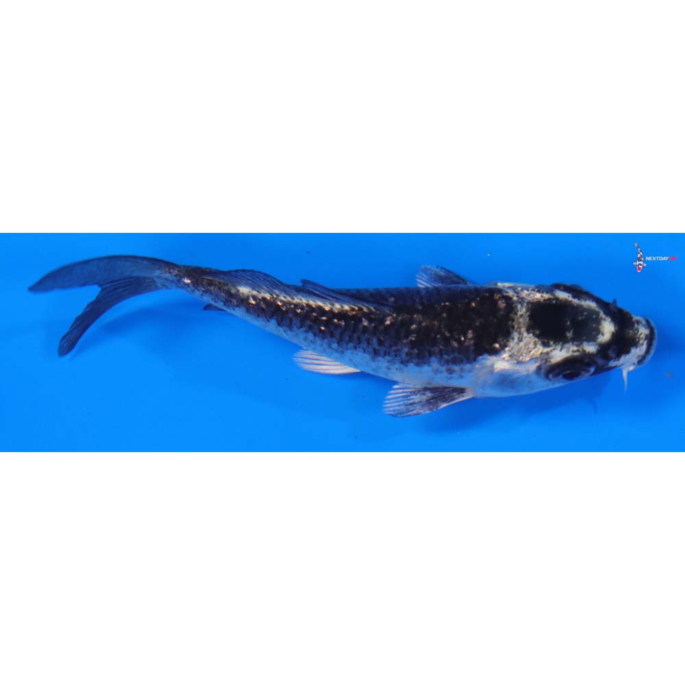 3” Imported Gin Matsuba