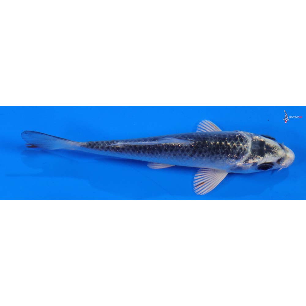 3.5” Imported Gin Matsuba