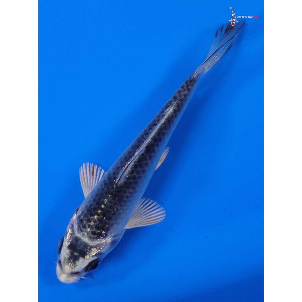 3.5” Imported Gin Matsuba