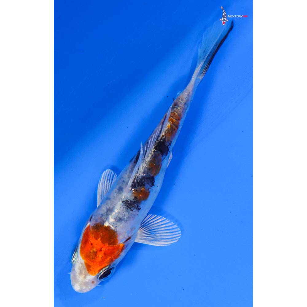 3” Imported Heisei Nishiki