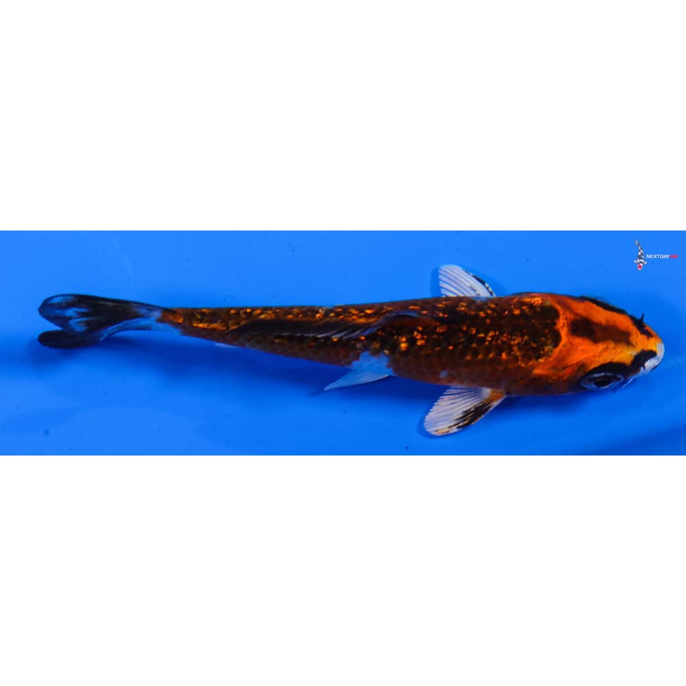 3.5” Imported Gin Rin Kujaku