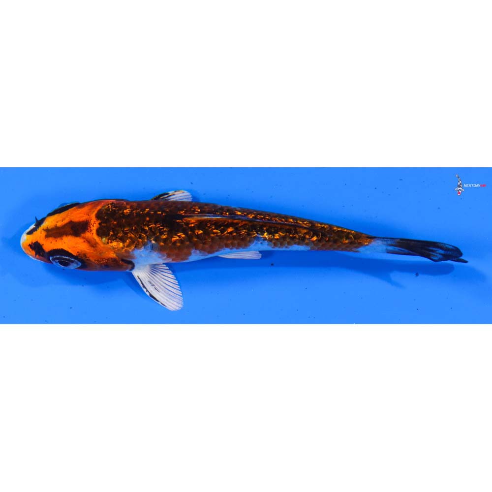 3.5” Imported Gin Rin Kujaku
