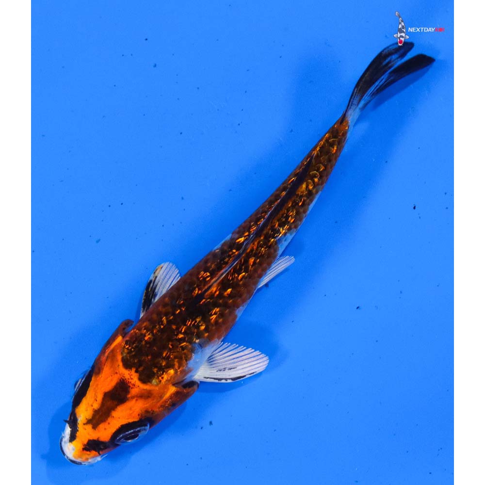 3.5” Imported Gin Rin Kujaku