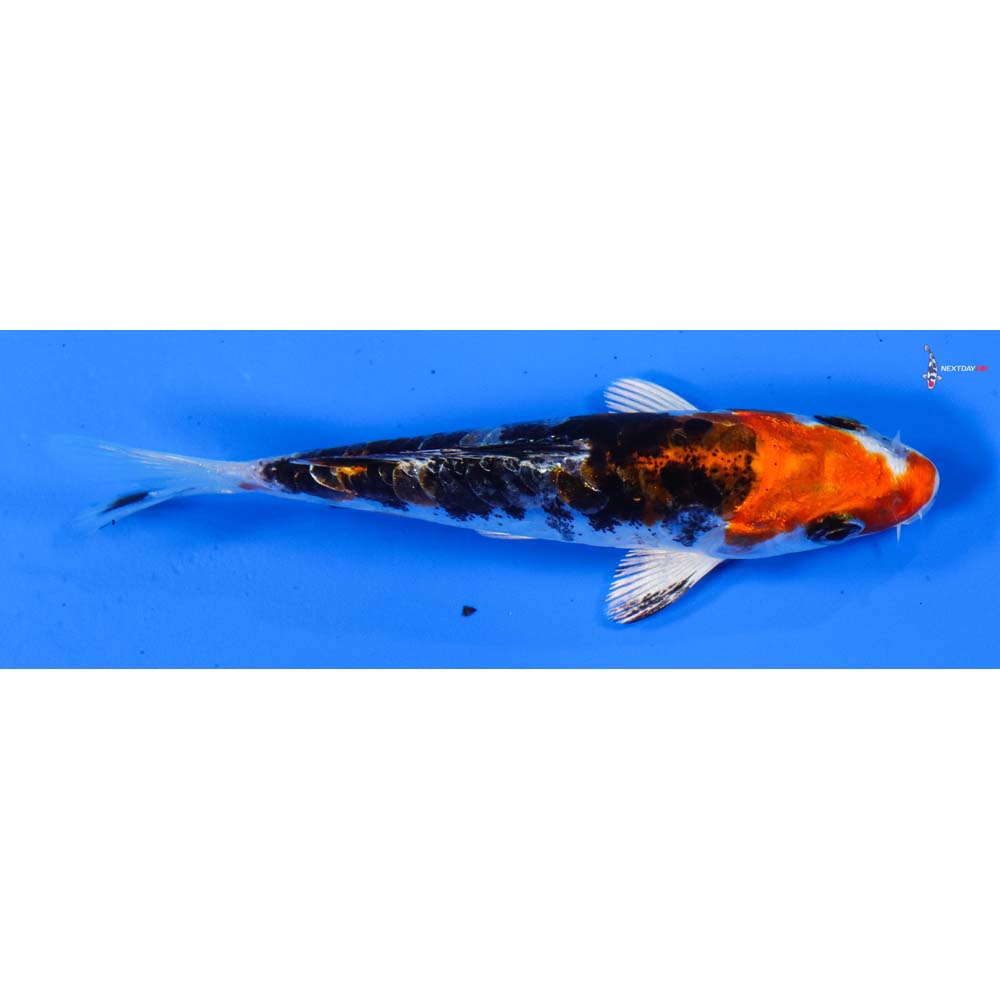 3.5” Imported Heisei Nishiki
