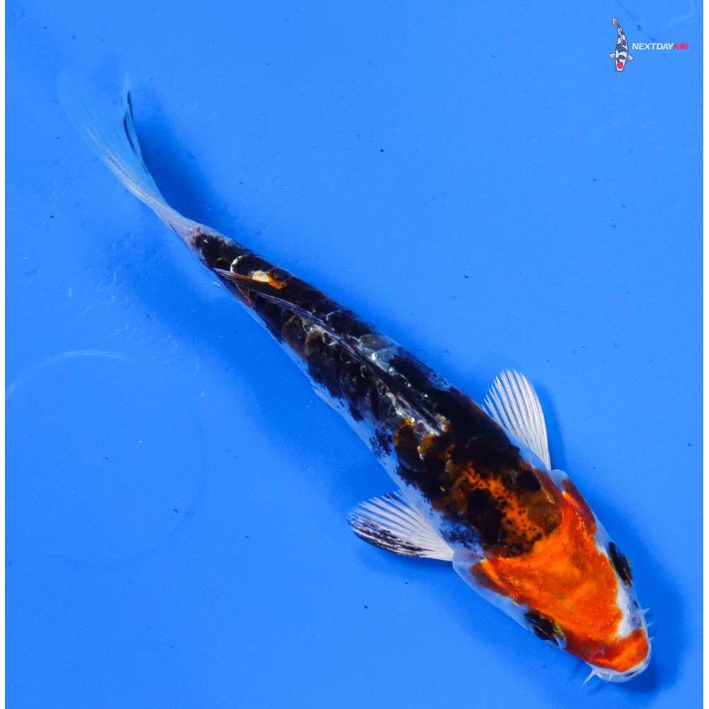 3.5” Imported Heisei Nishiki