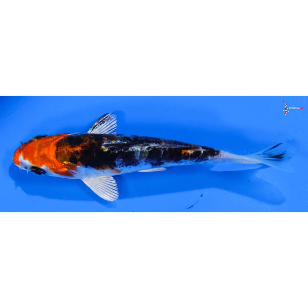3.5” Imported Heisei Nishiki