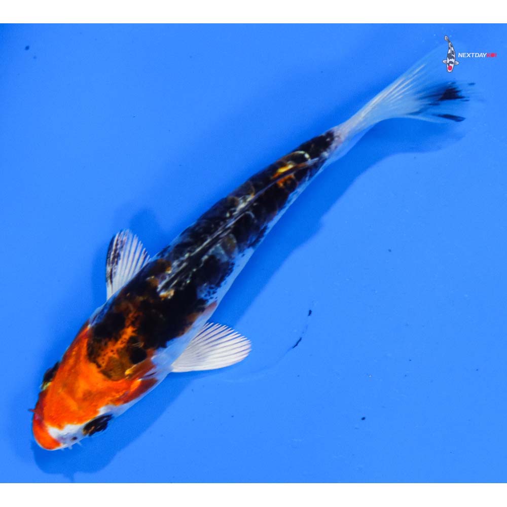 3.5” Imported Heisei Nishiki