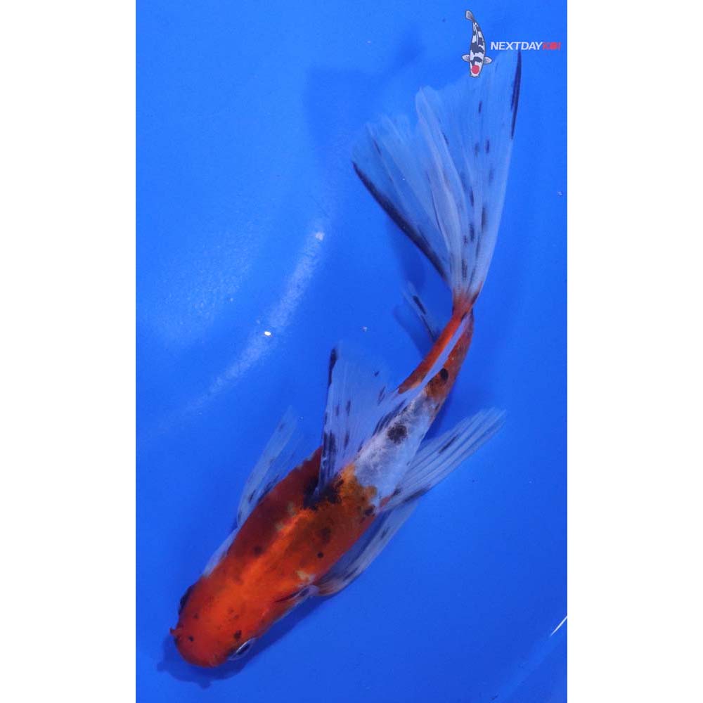 5” Imported Bristol Shubunkin
