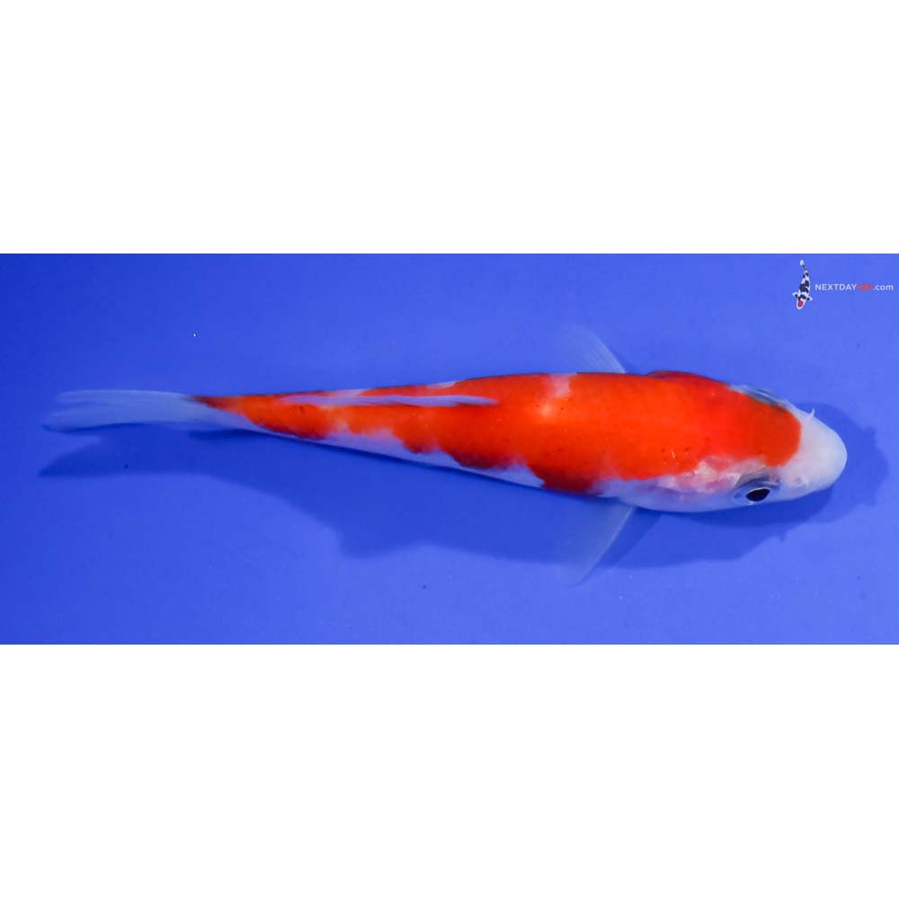 3.5” Imported Kohaku