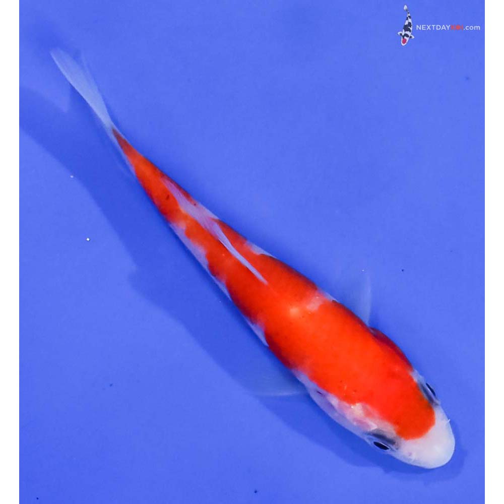 3.5” Imported Kohaku