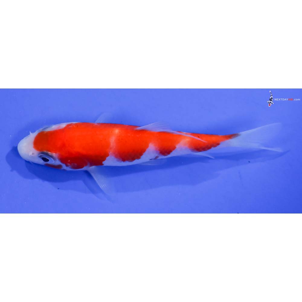 3.5” Imported Kohaku