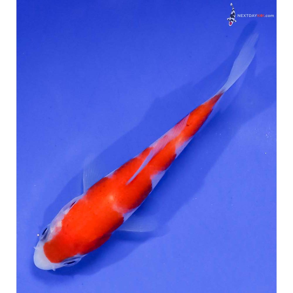 3.5” Imported Kohaku