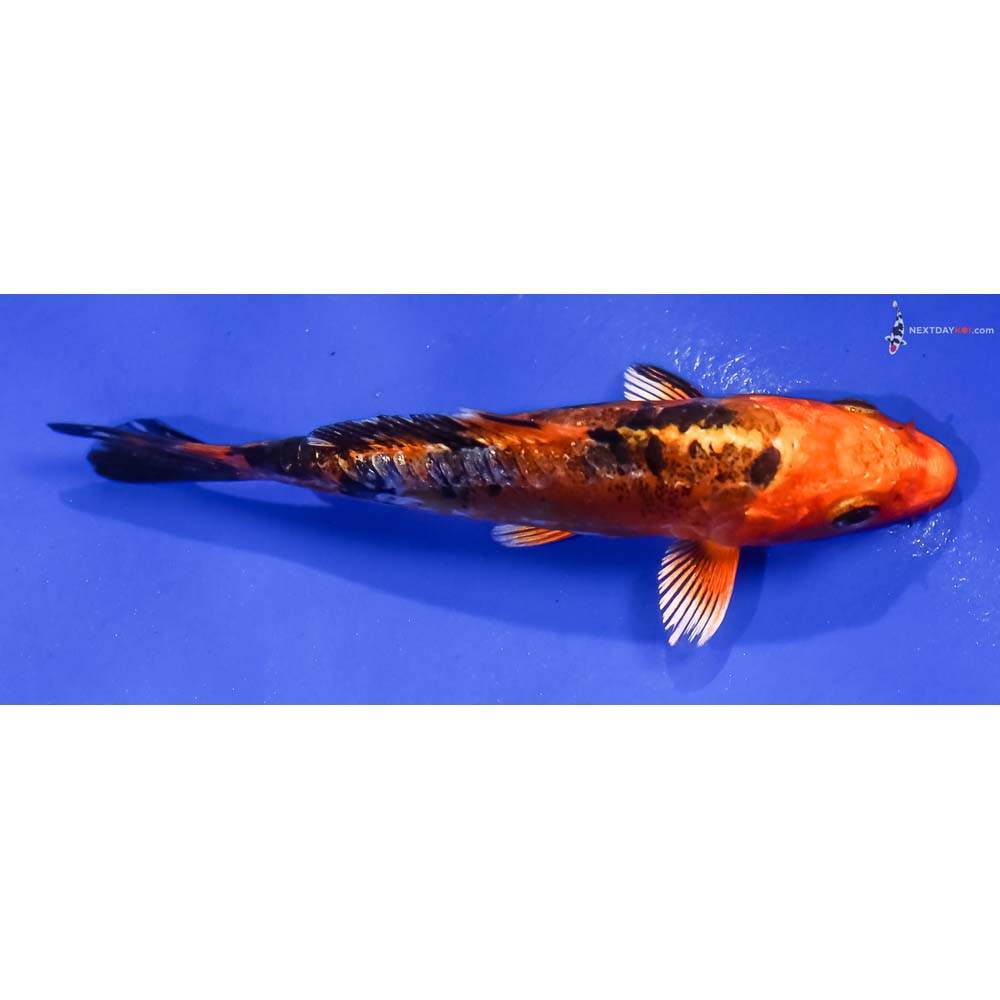 3.5” Imported Doitsu Kin Aka Bekko