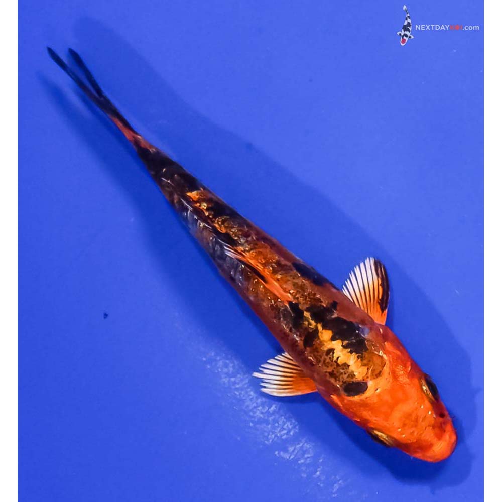 3.5” Imported Doitsu Kin Aka Bekko