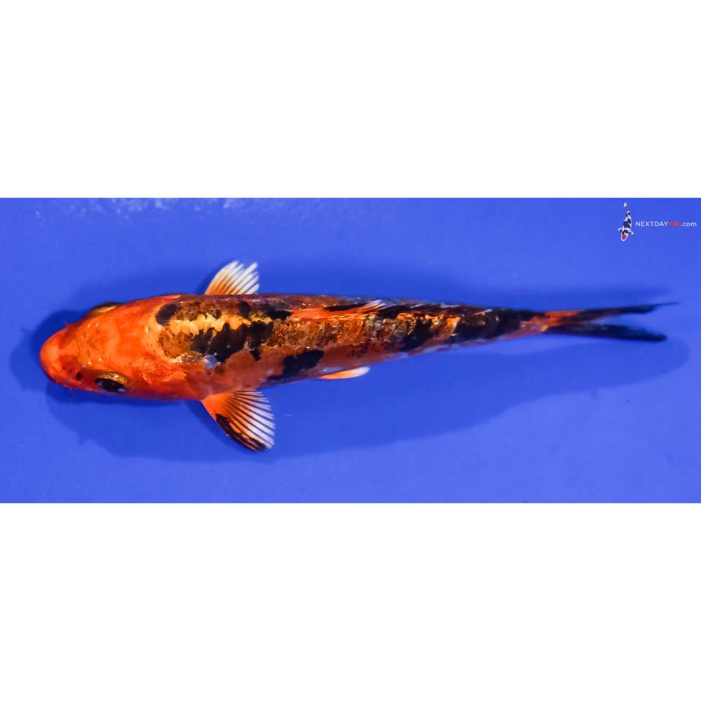 3.5” Imported Doitsu Kin Aka Bekko