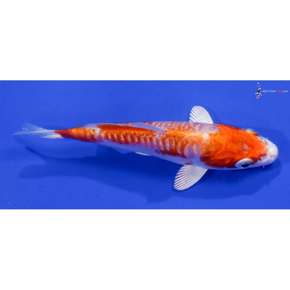 3.5” Imported Gin Rin Kikusui