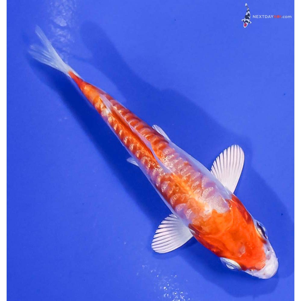 3.5” Imported Gin Rin Kikusui