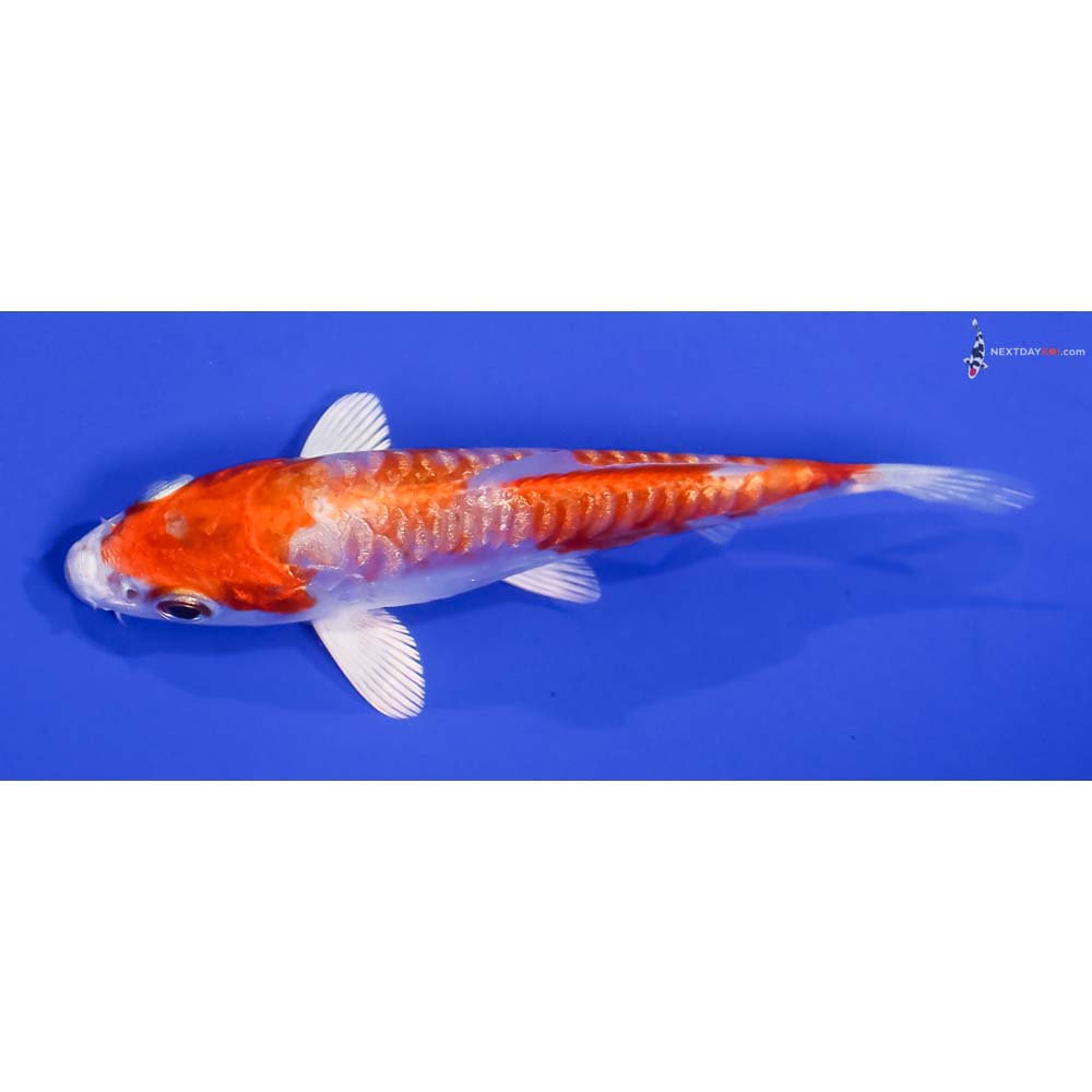 3.5” Imported Gin Rin Kikusui