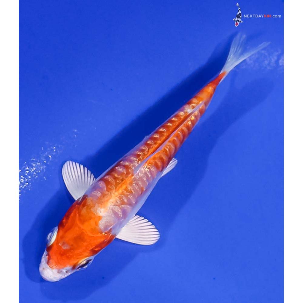 3.5” Imported Gin Rin Kikusui