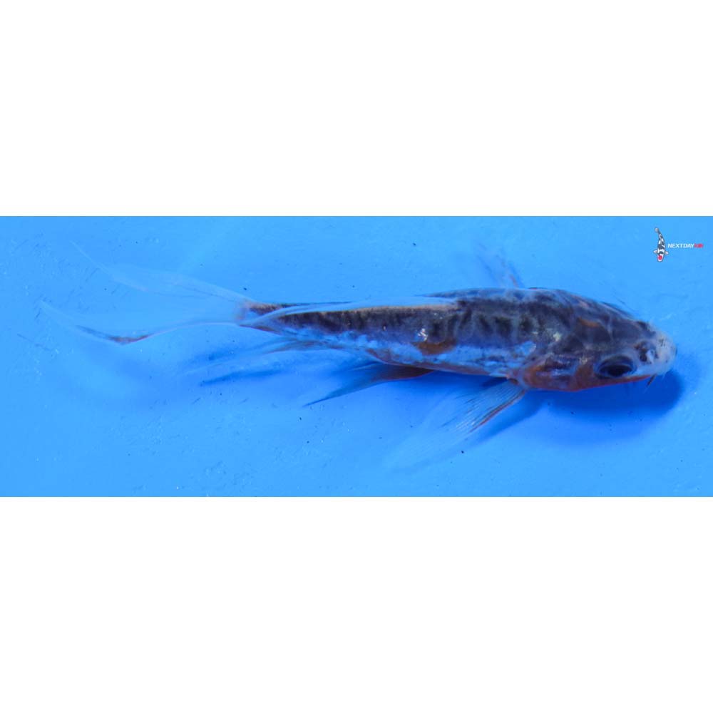 3.5” Imported Shusui Butterfly Koi