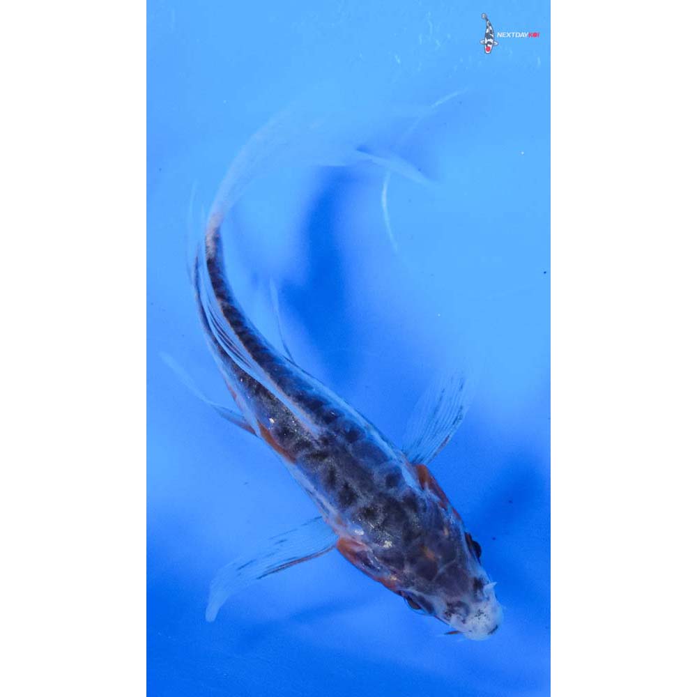 3.5” Imported Shusui Butterfly Koi