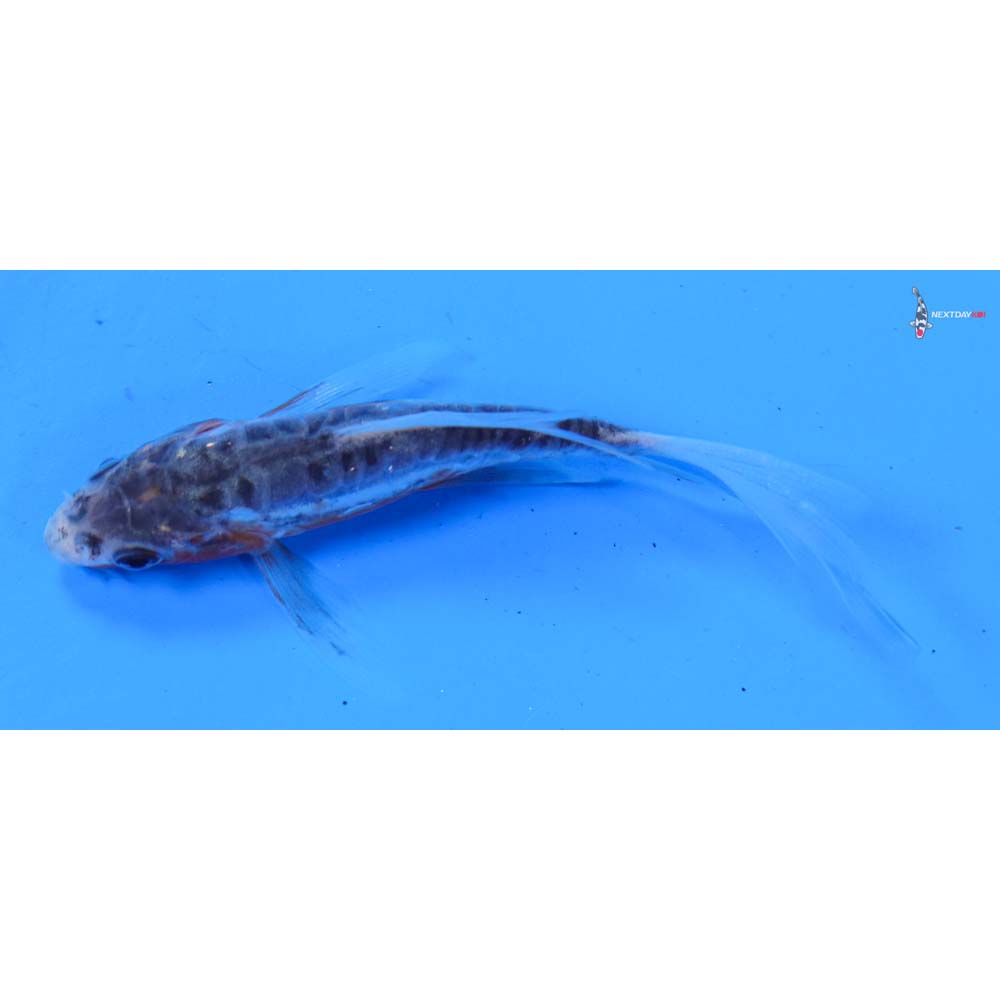 3.5” Imported Shusui Butterfly Koi