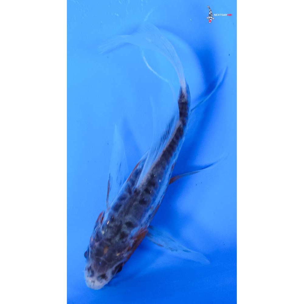 3.5” Imported Shusui Butterfly Koi