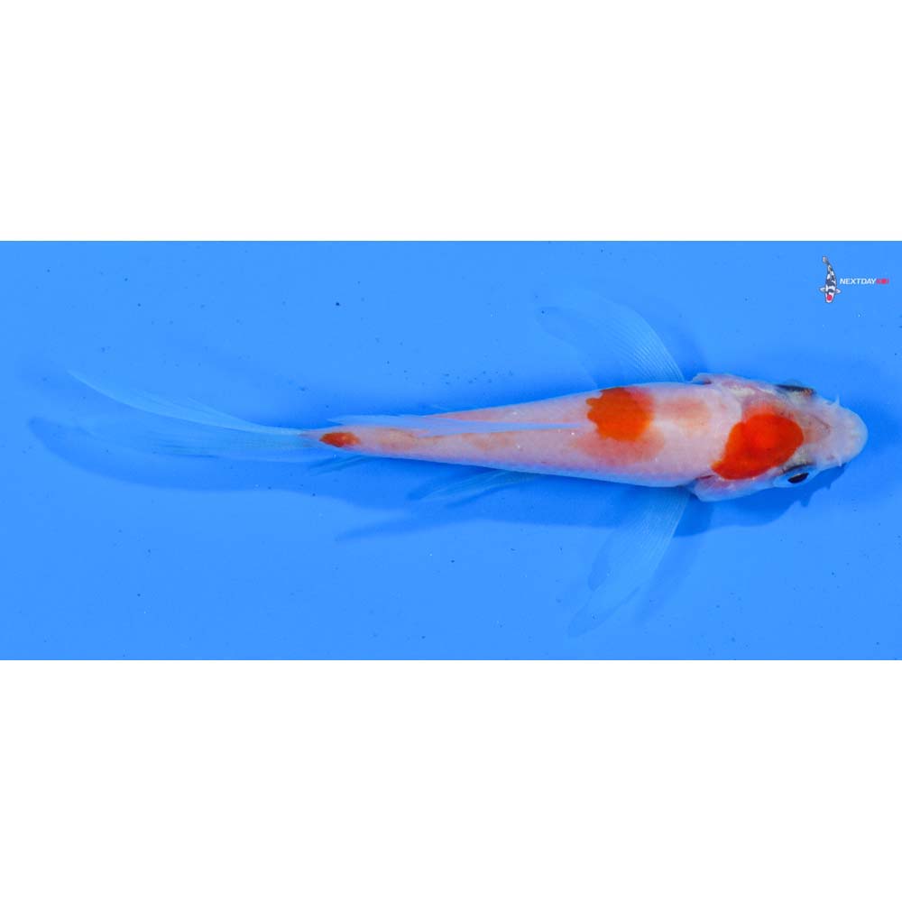 3” Imported Kohaku Butterfly Koi