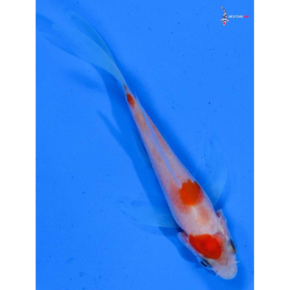 3” Imported Kohaku Butterfly Koi