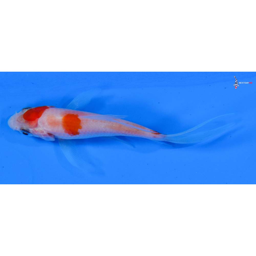 3” Imported Kohaku Butterfly Koi