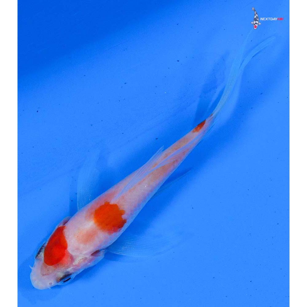 3” Imported Kohaku Butterfly Koi