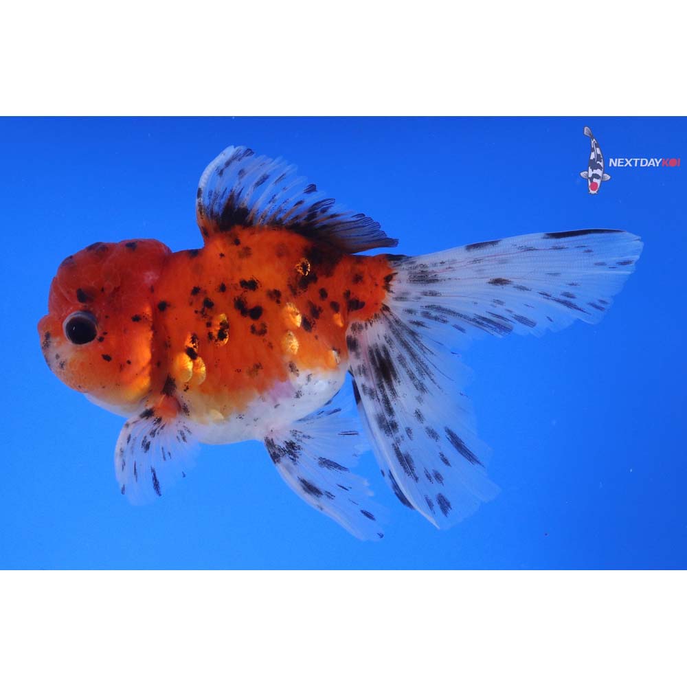 5” Imported Calico Oranda