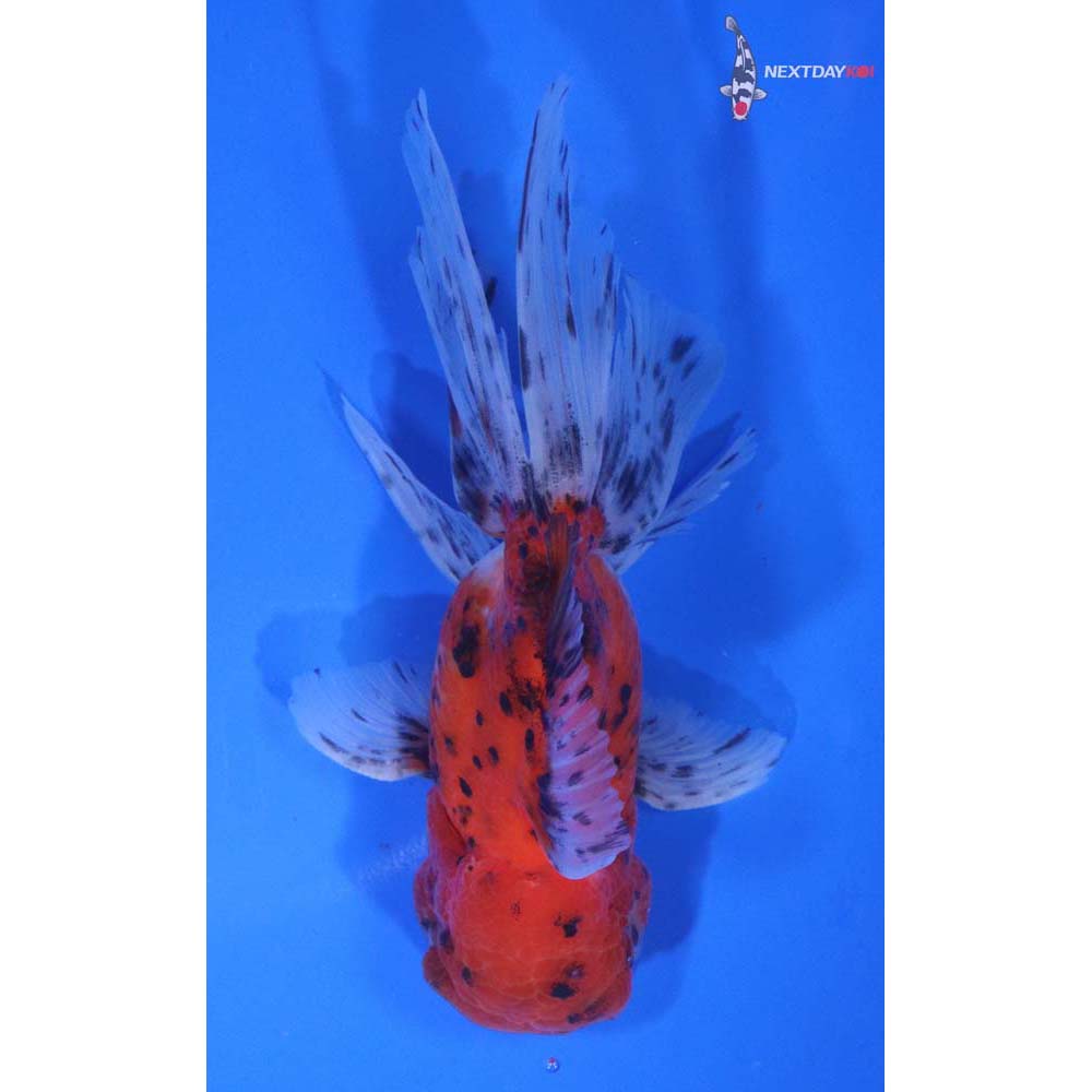 5” Imported Calico Oranda
