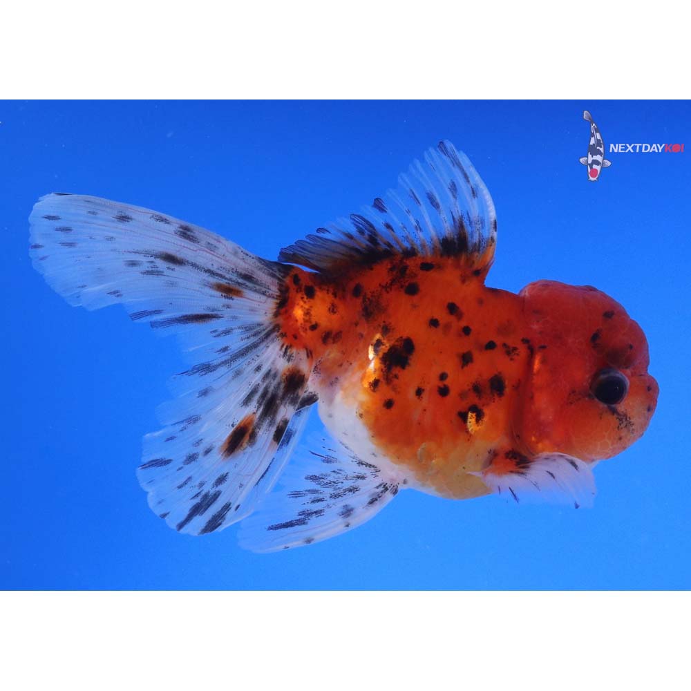 5” Imported Calico Oranda