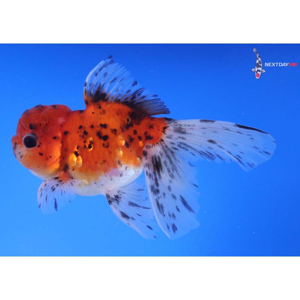 5” Imported Calico Oranda