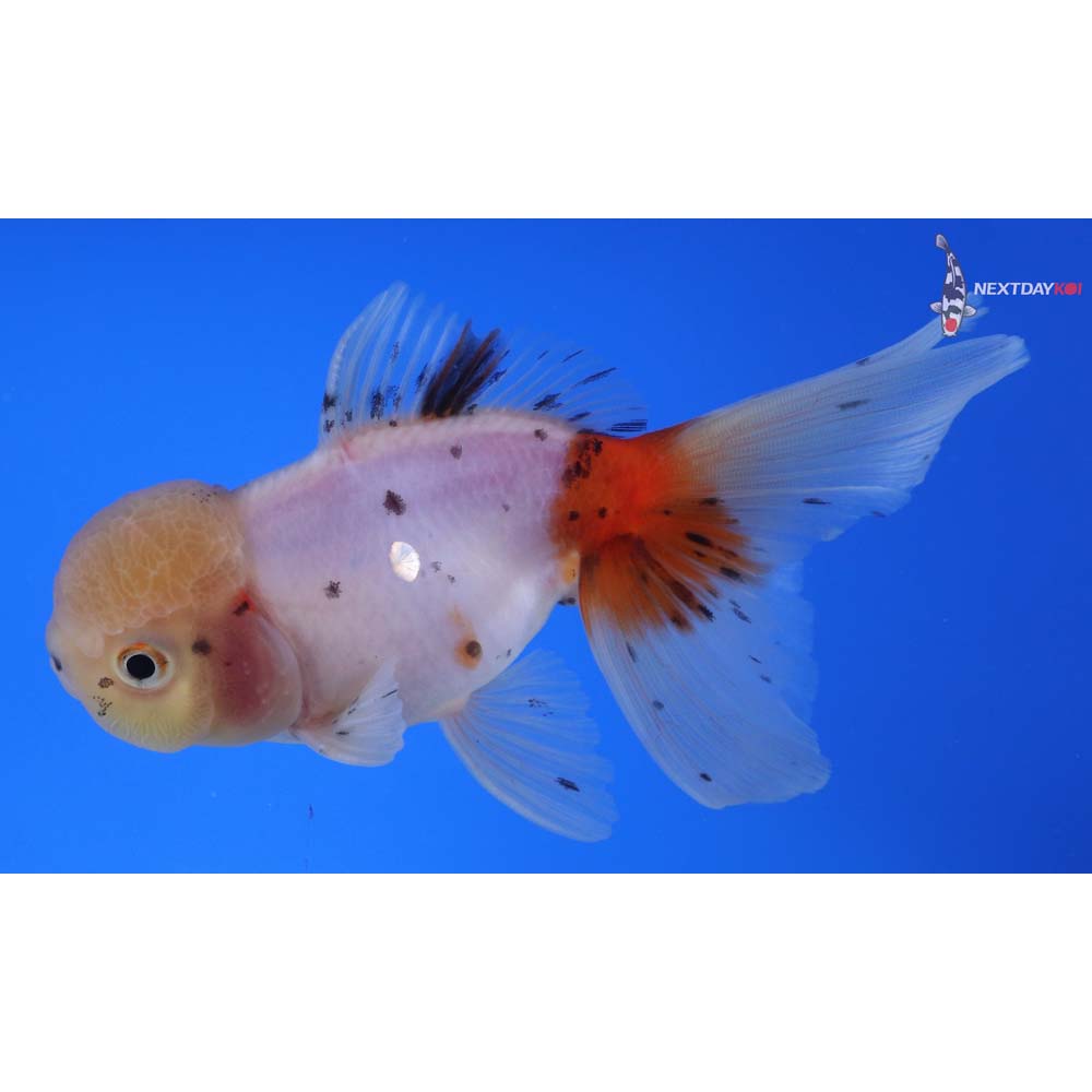 5” Imported Male Calico Oranda