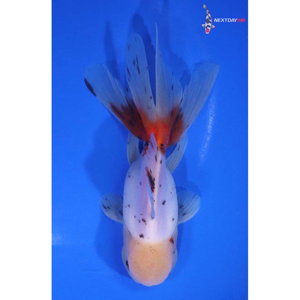 5” Imported Male Calico Oranda